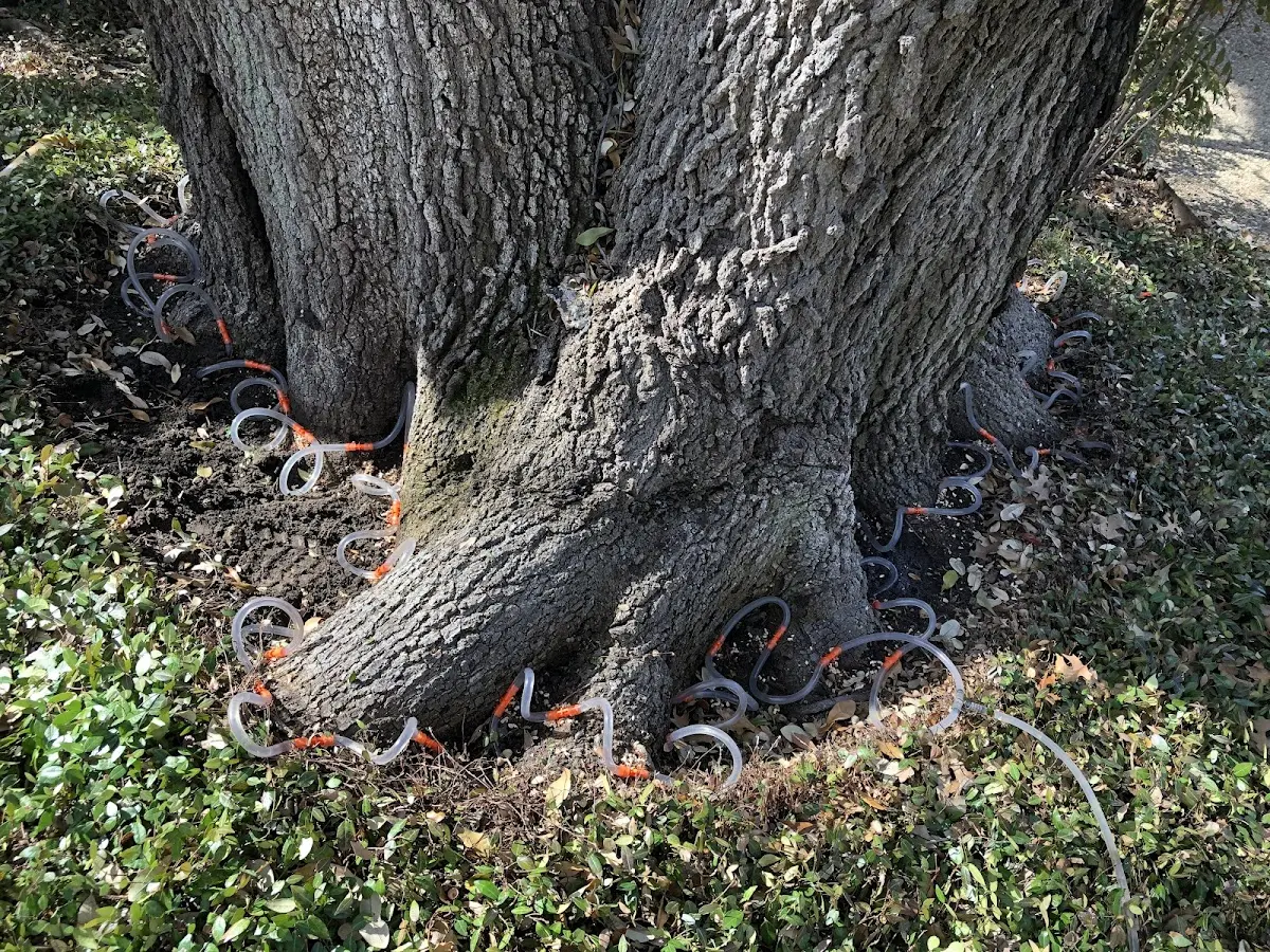 Detailed Tree Cabling and Bracing job site in Ogilvie