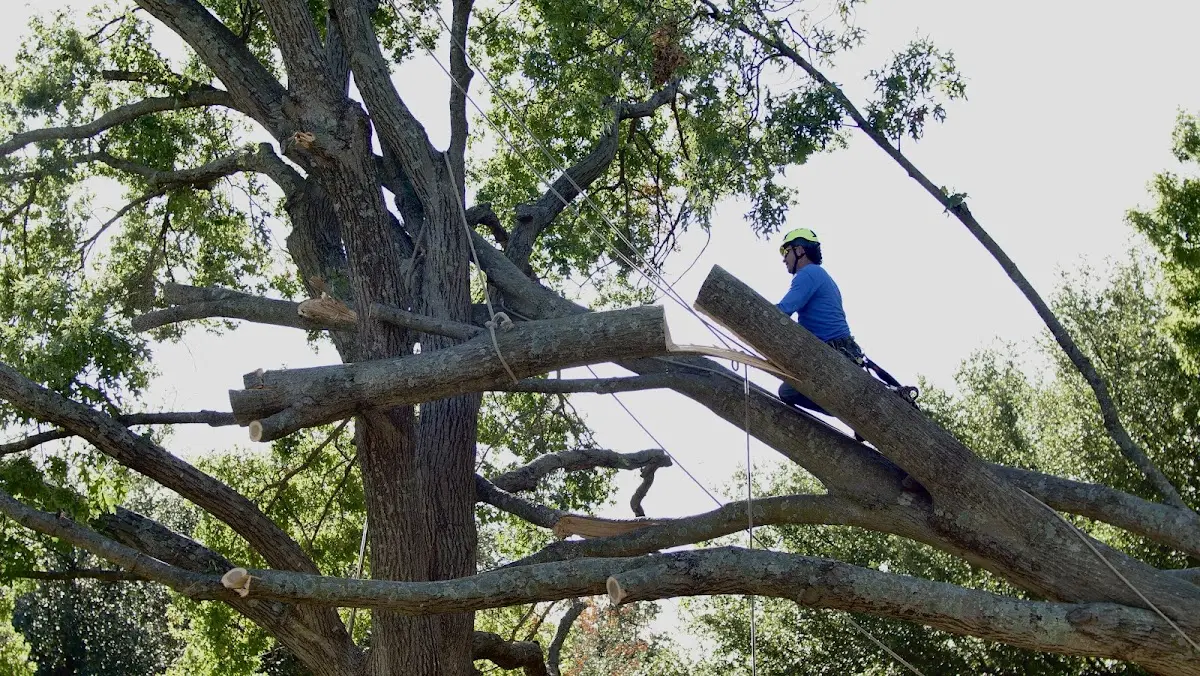 Professional Hazardous Tree Removal performed by certified arborists in Ogilvie